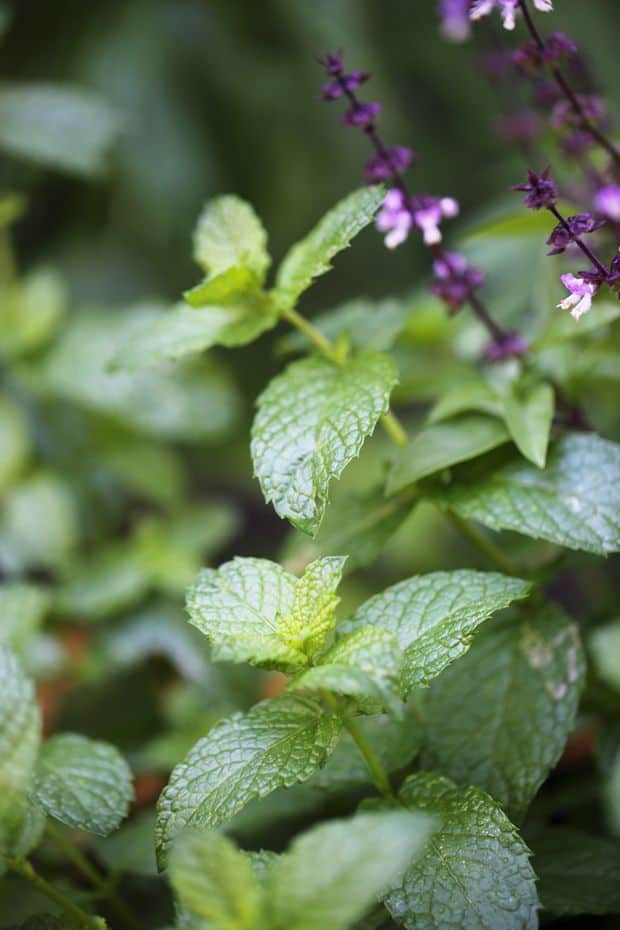 Organic mint plant in my garden